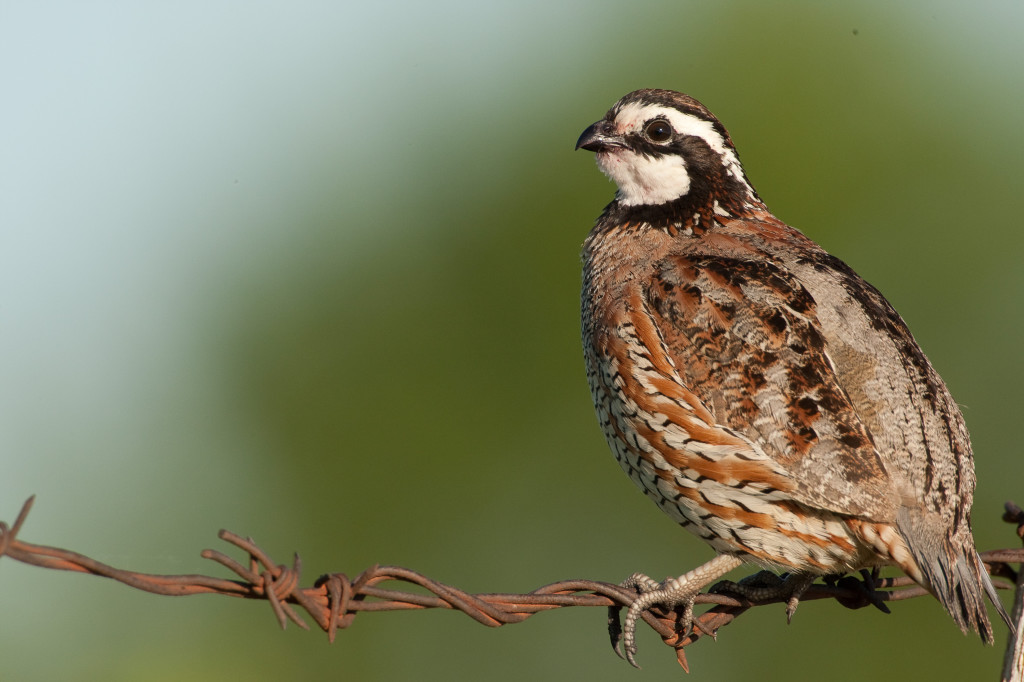 Save the Quail Stories University of Missouri System